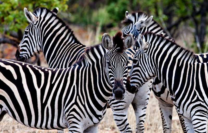 Explore Travel Africa Kruger National Park Safaris