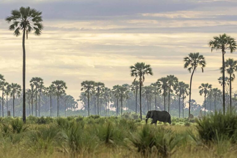 Okavango Delta With Desert Delta Review Explore Travel Africa okavango-delta-with-desert-delta-review-explore-travel-africa