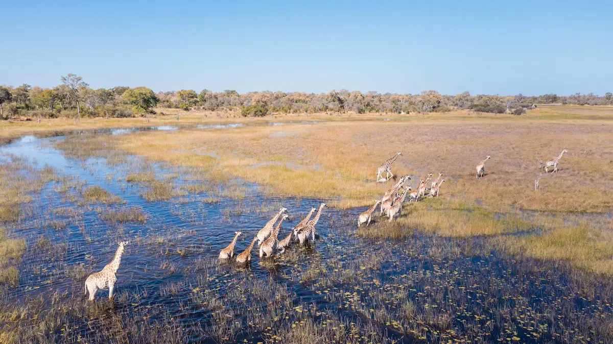 Okavango Explorers Camp