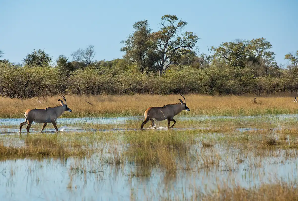 Okavango Explorers Camp