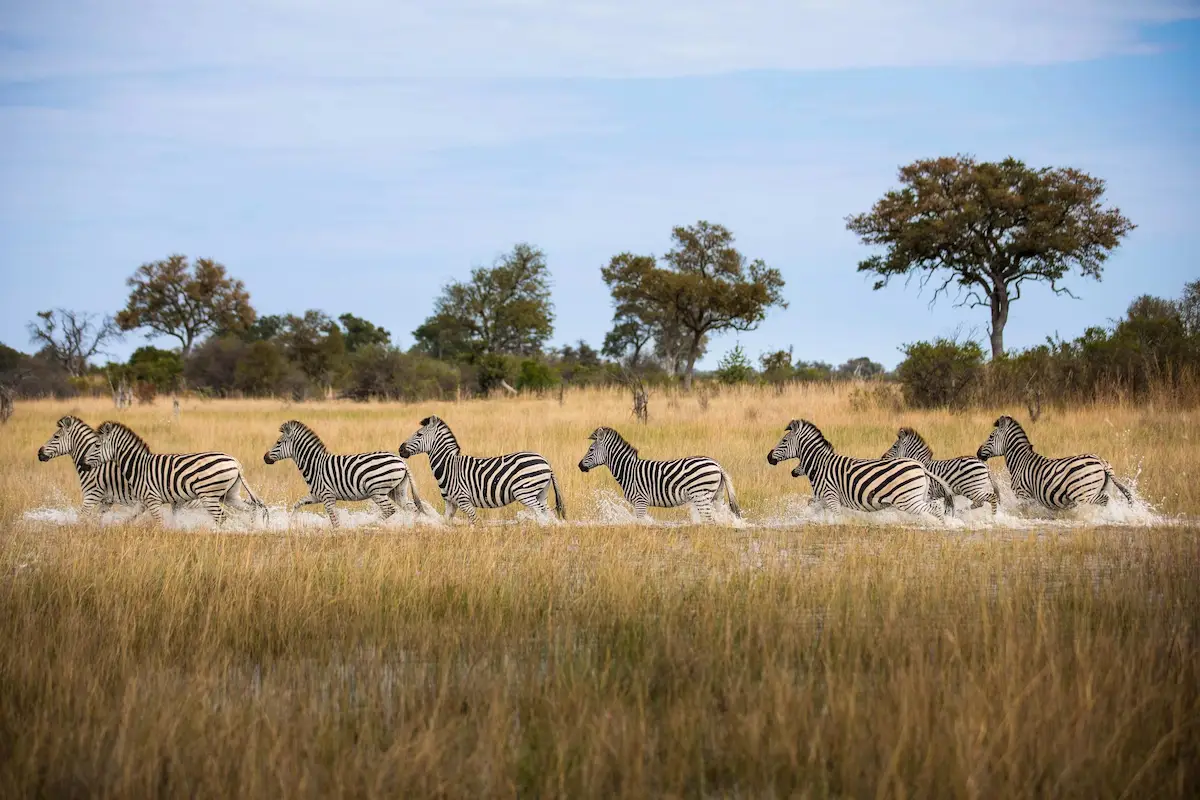 Okavango Explorers Camp