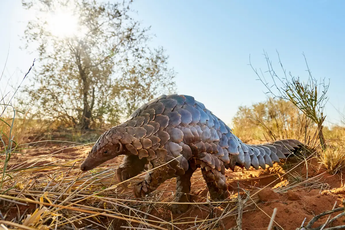 Tswalu Kalahari The Motse