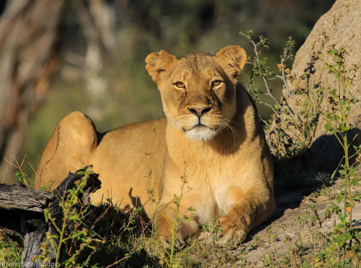 Bomani Tented Lodge