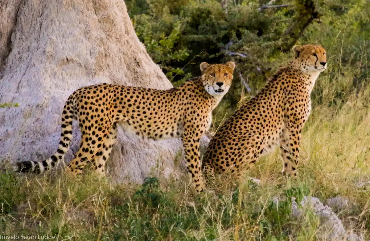 Bomani Tented Lodge