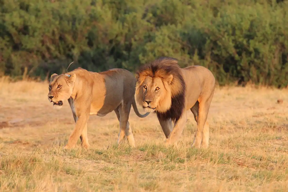 Nehimba Safari Lodge