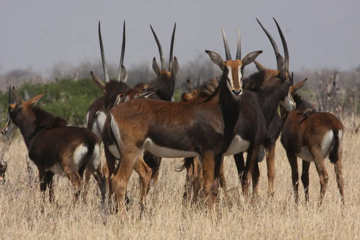 Nehimba Safari Lodge