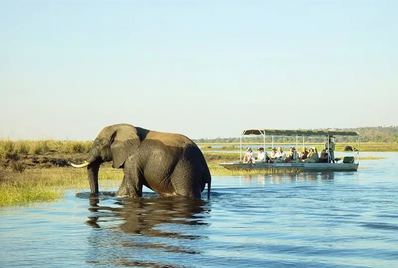 Botswana Safari Experience