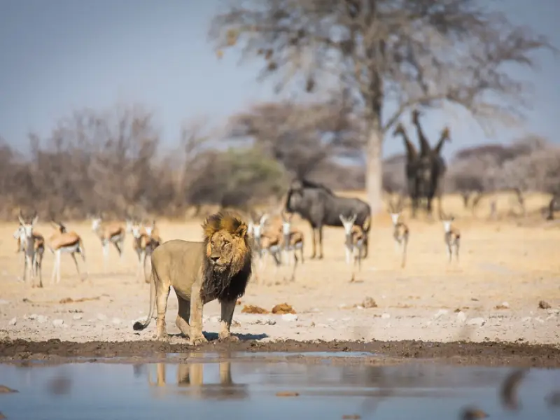 Botswana Safari Experience