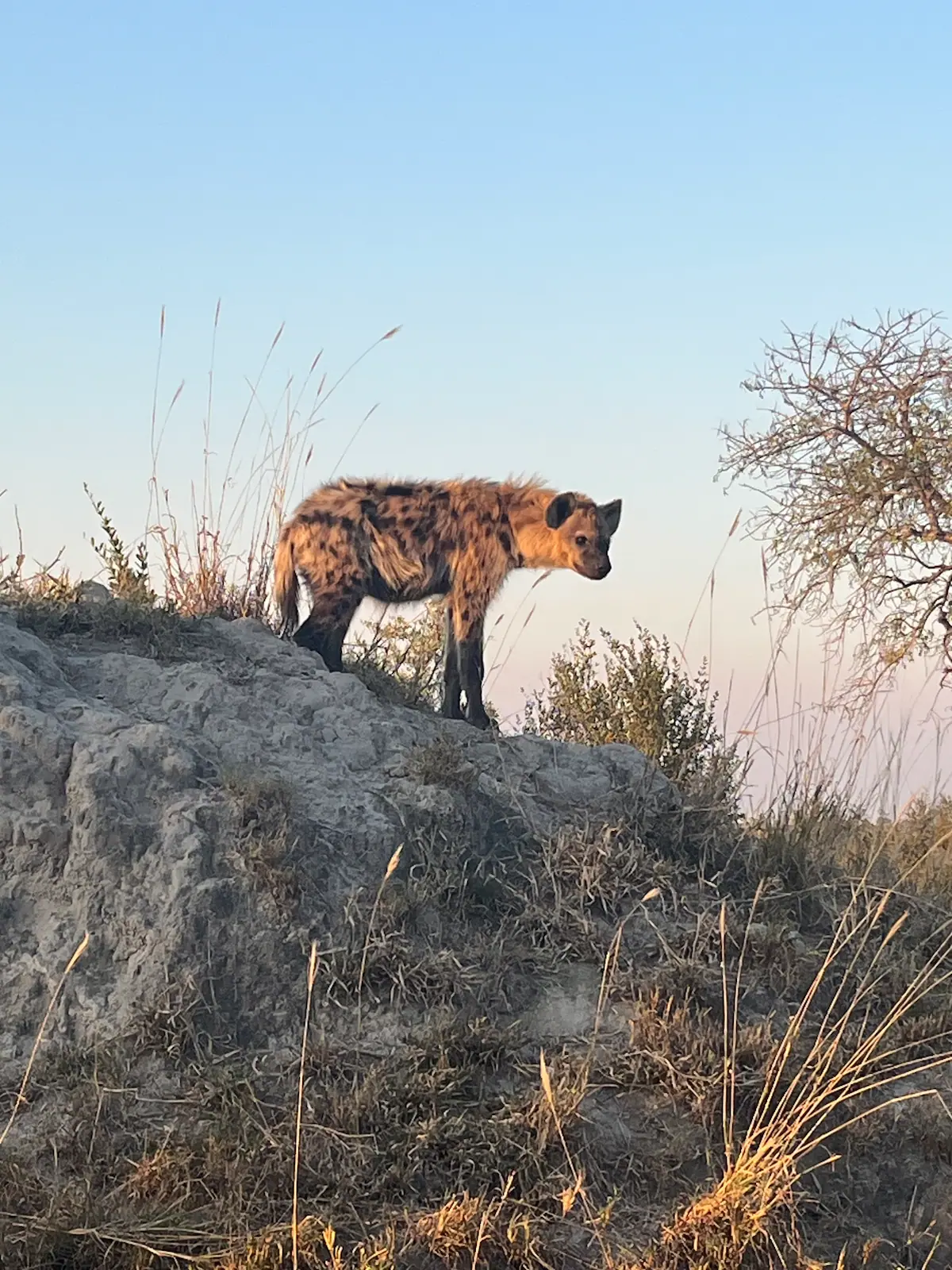 Magical Kruger Tour