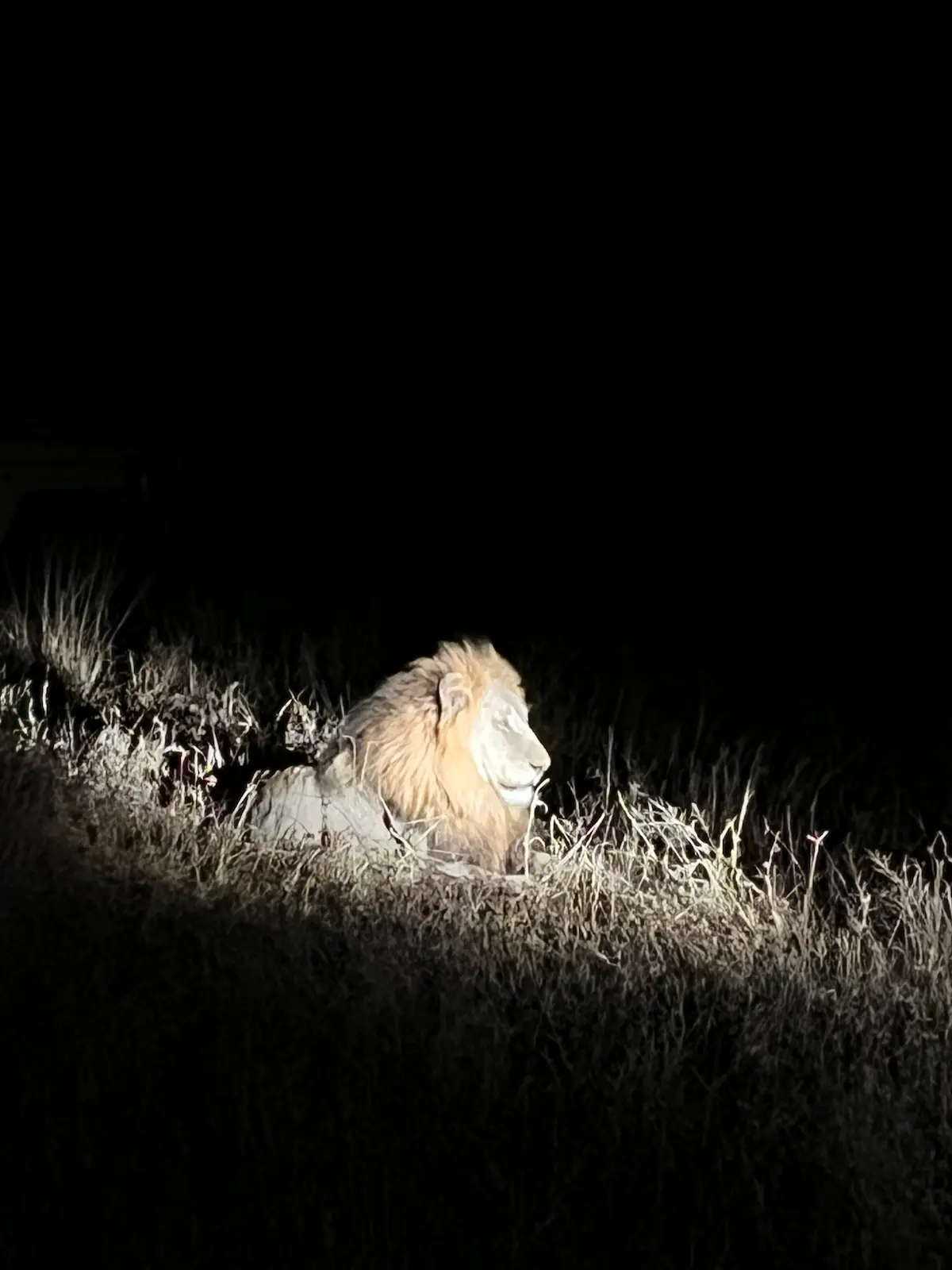 Magical Kruger Tour