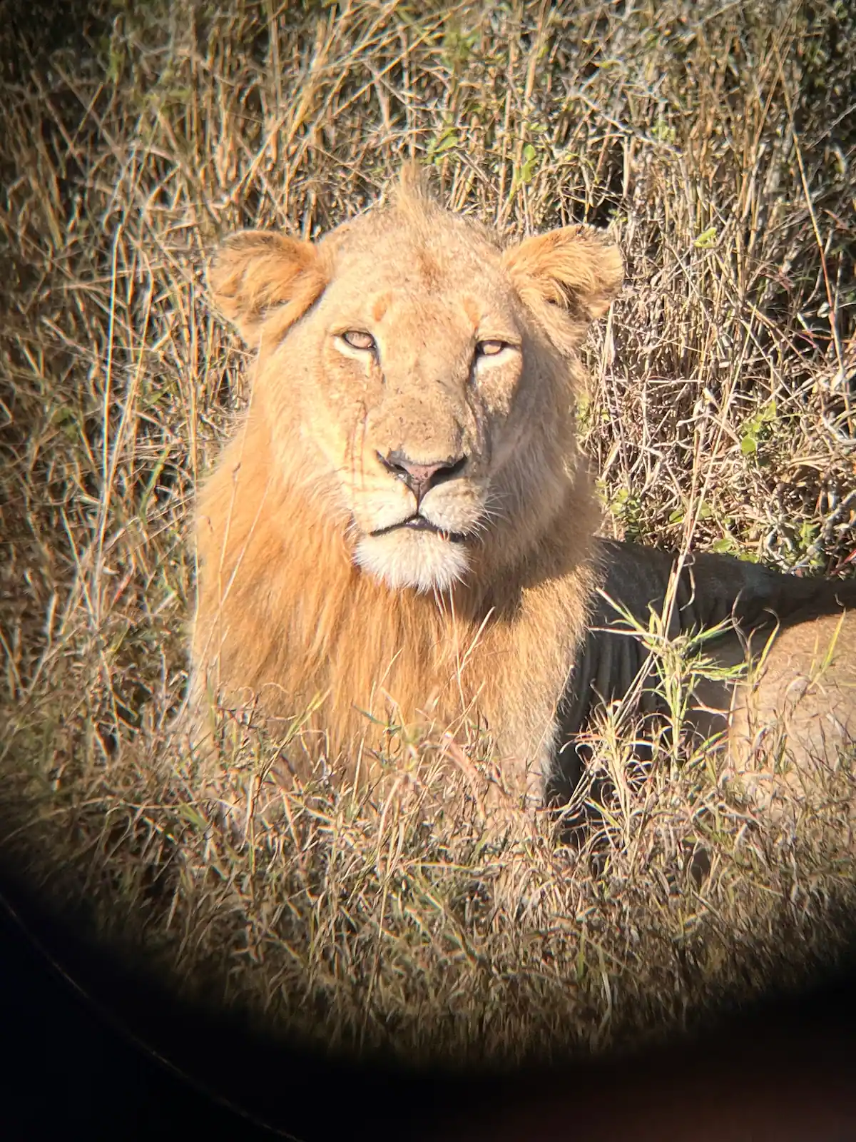 Magical Kruger Tour