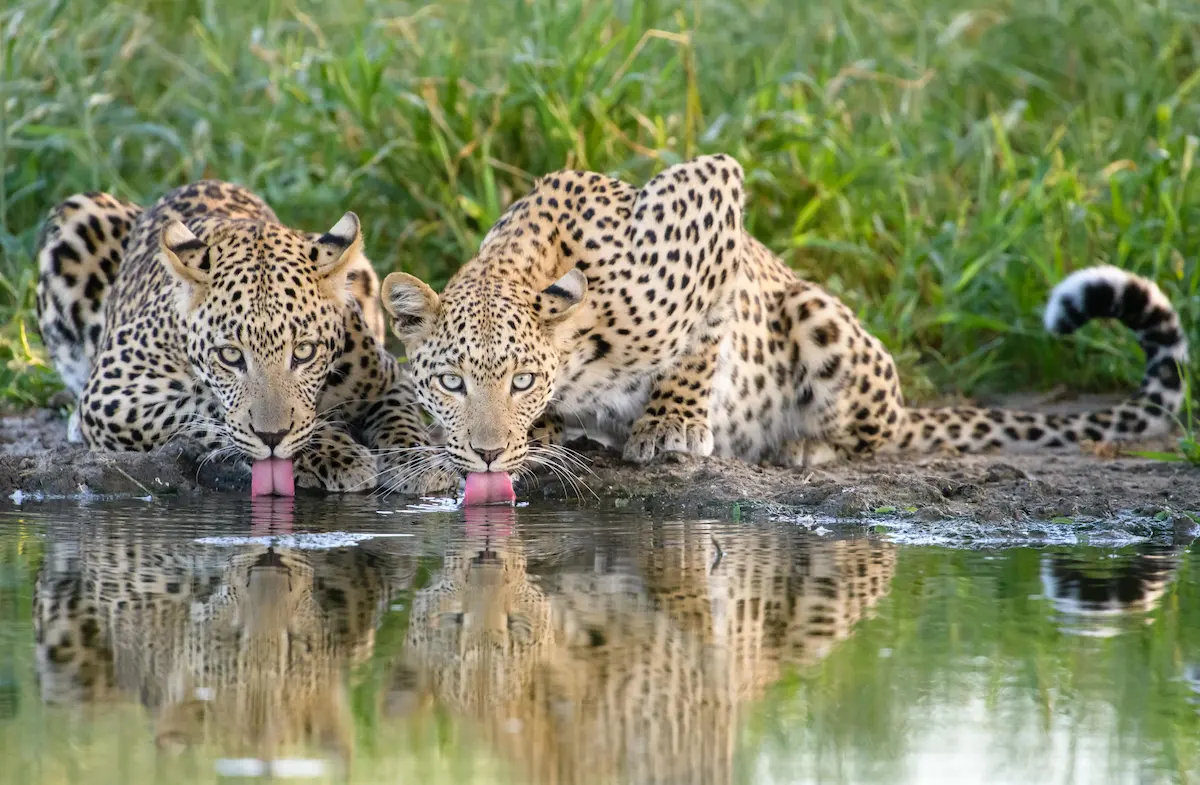 Botswana's Green Season