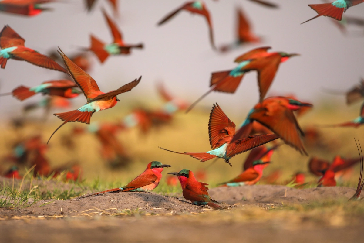 Botswana's Green Season