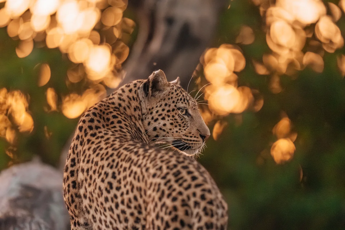 Botswana's Green Season