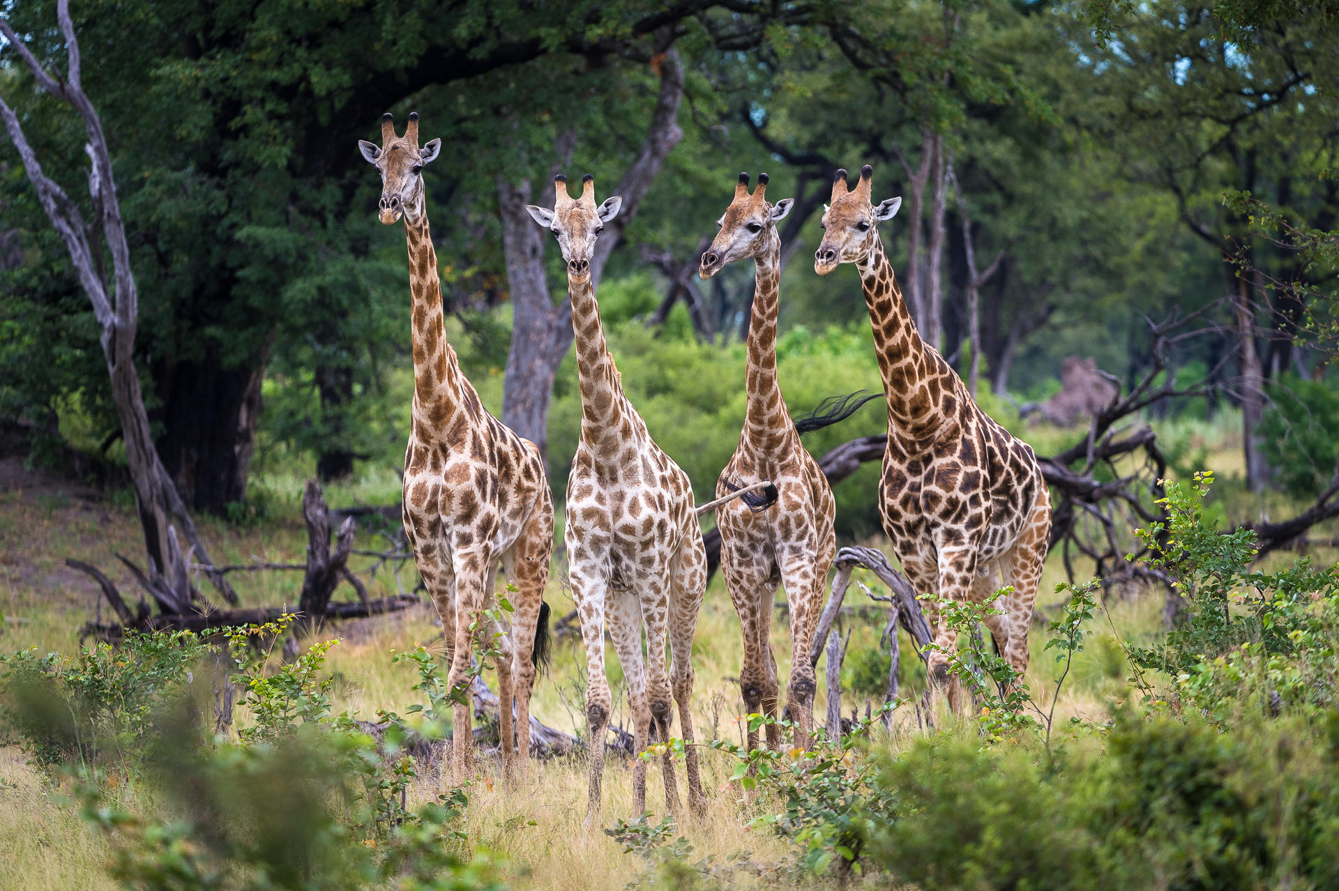 Botswana's Green Season