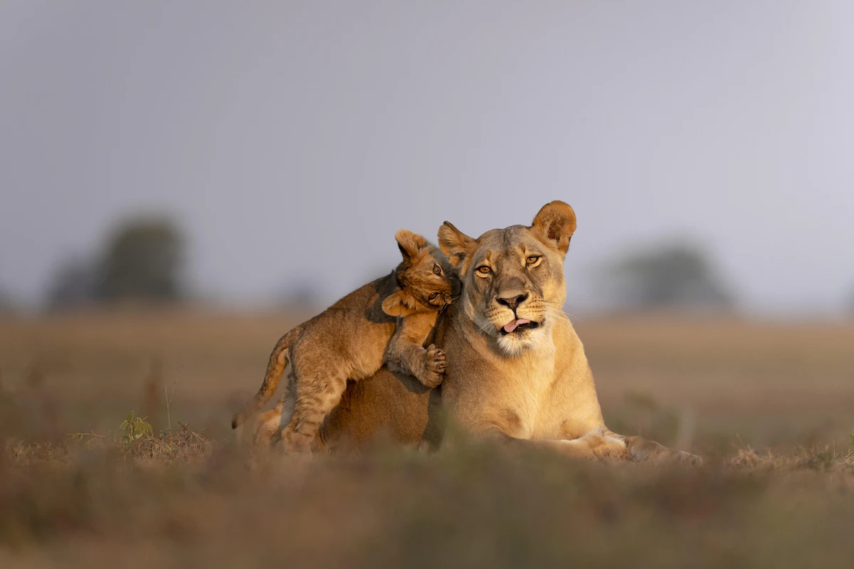 Chisa Busanga Camp Green Safaris