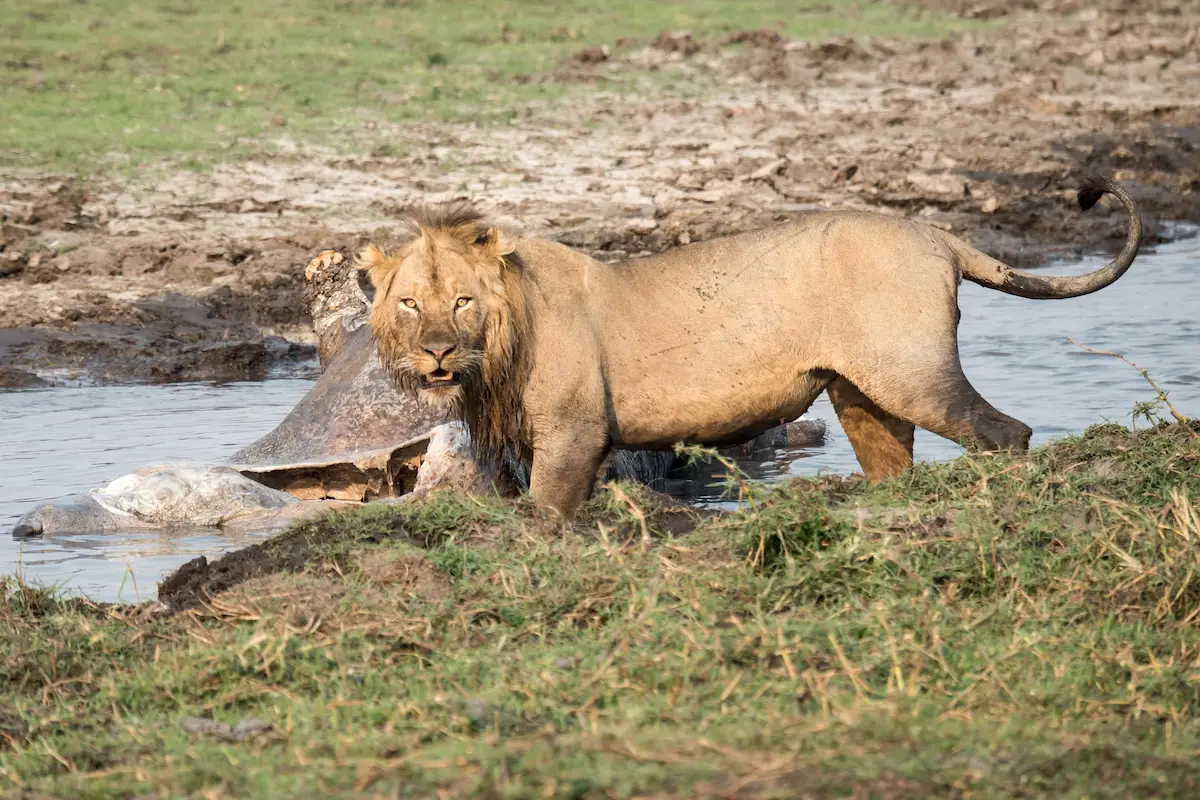 Chisa Busanga Camp Green Safaris