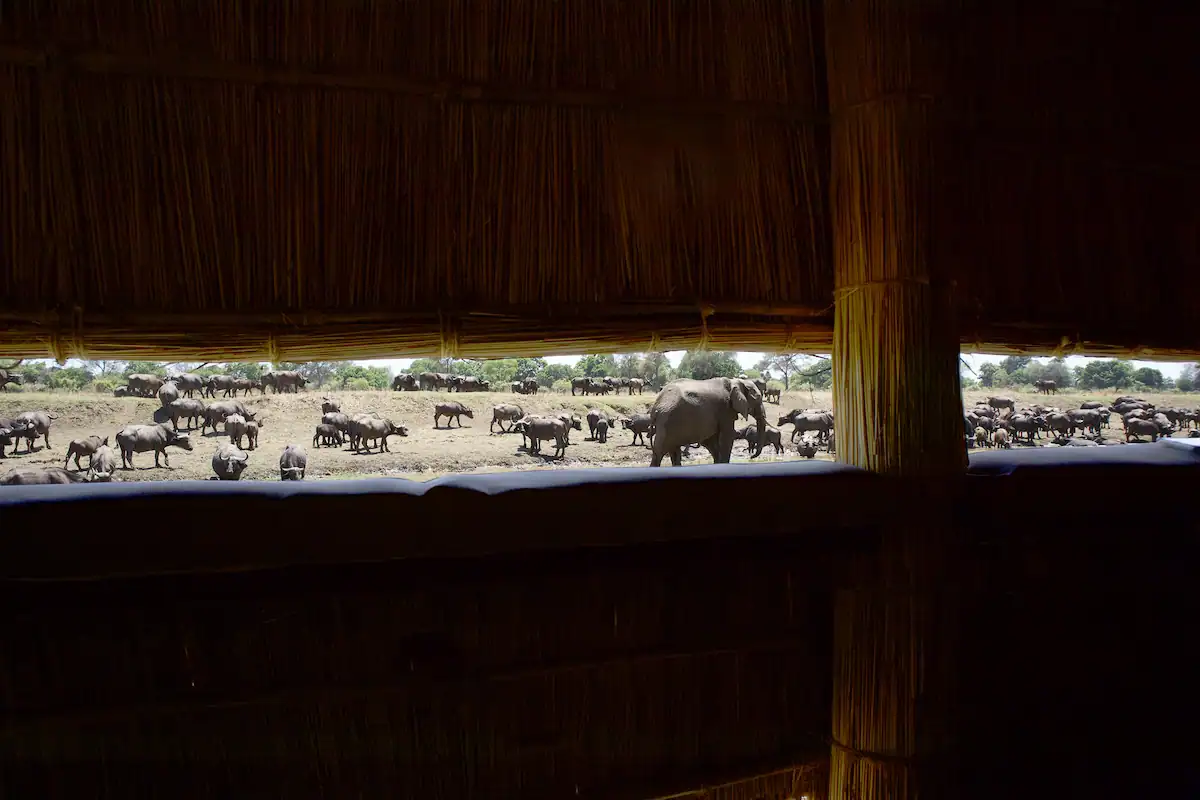 Lion Camp South Luangwa