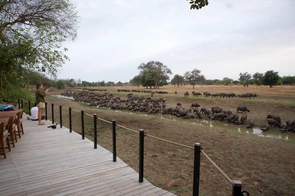 Lion Camp South Luangwa