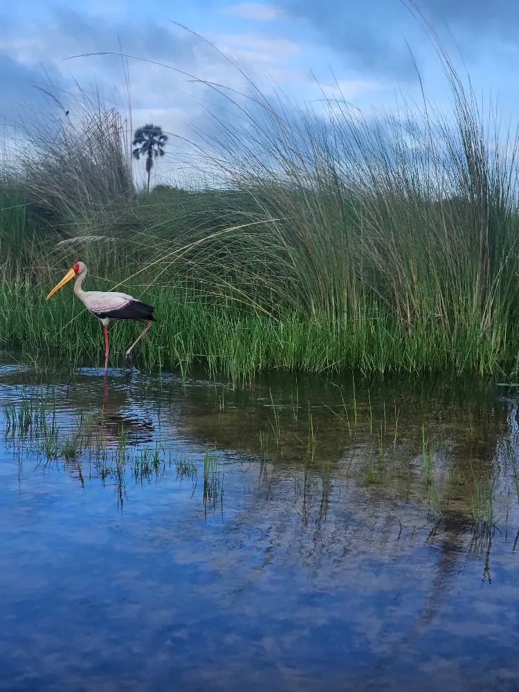 Okavango Delta with Desert & Delta Review
