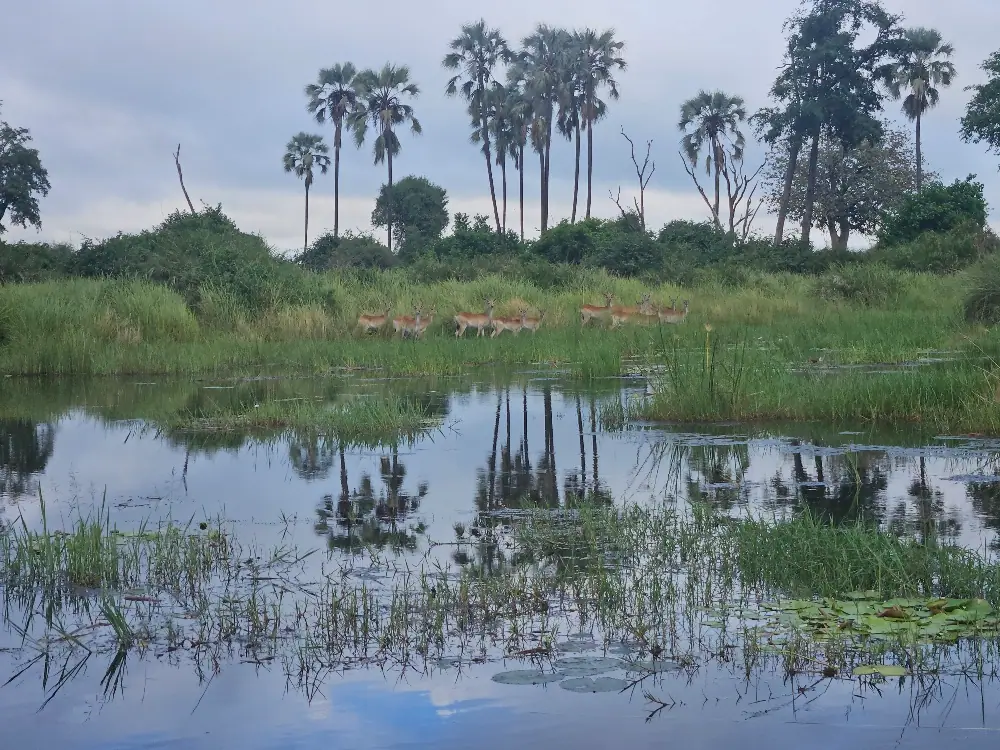 Okavango Delta with Desert & Delta Review
