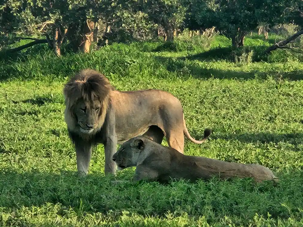 Okavango Delta with Desert & Delta Review