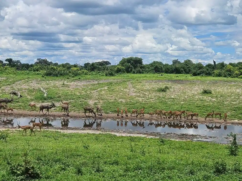 Okavango Delta with Desert & Delta Review