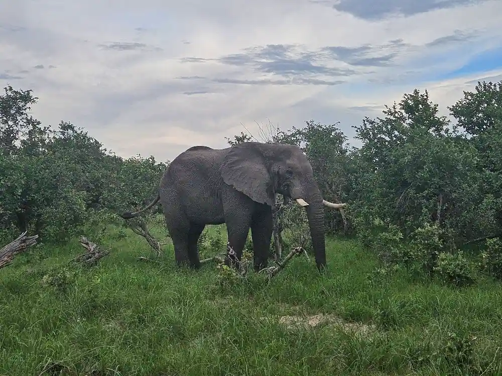 Okavango Delta with Desert & Delta Review