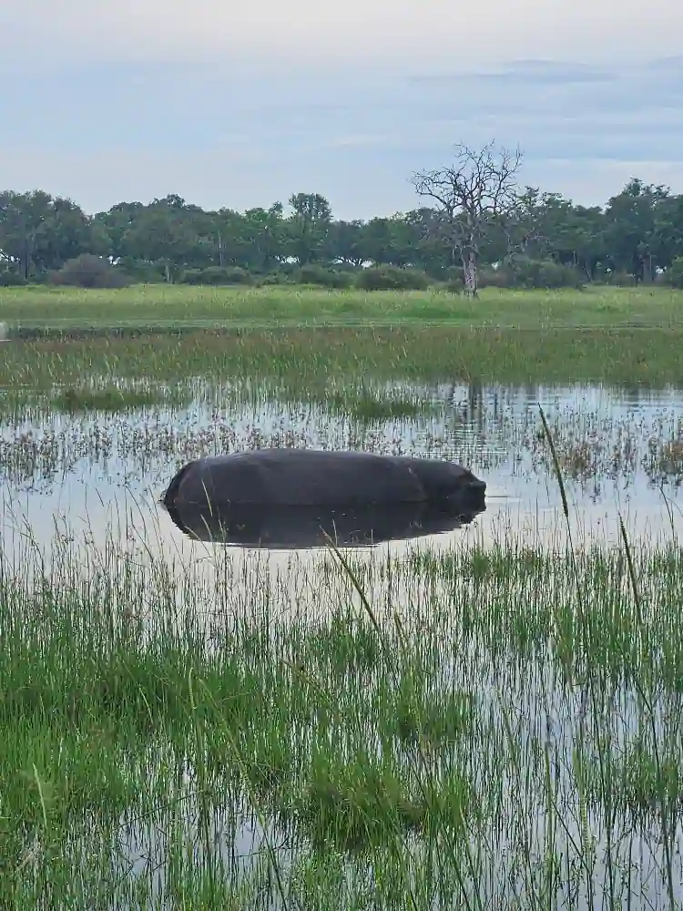 Okavango Delta with Desert & Delta Review