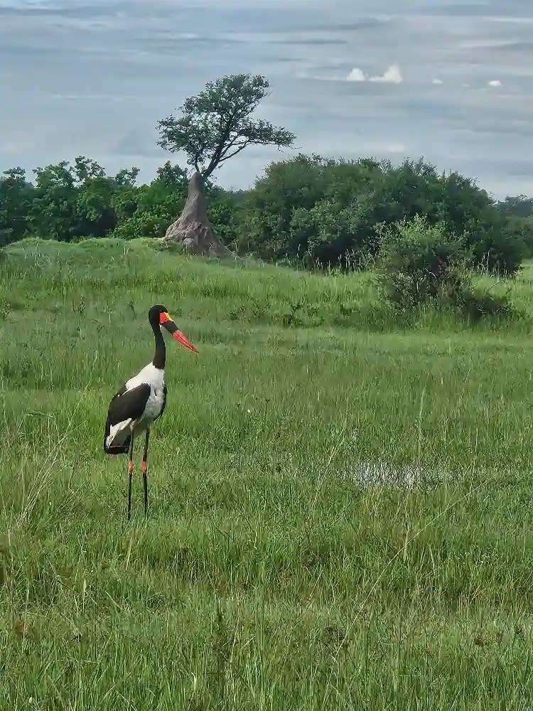 Okavango Delta with Desert & Delta Review